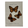 Gravure botanique papillons double face planche naturaliste Eau forte