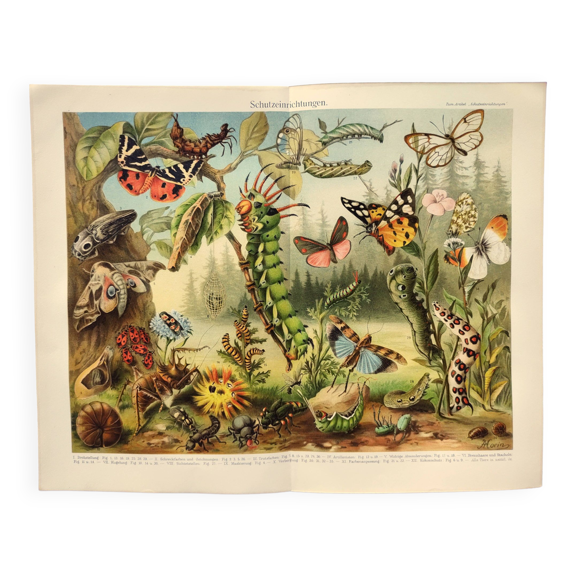 Zoological engraving from 1909 - Butterflies and insects - Old German print