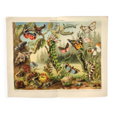 Zoological engraving from 1909 - Butterflies and insects - Old German print