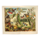 Zoological engraving from 1909 - Butterflies and insects - Old German print