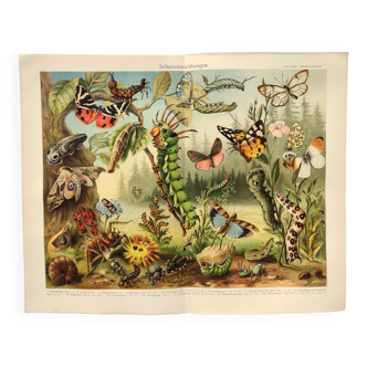 Gravure zoologique de 1909 - Papillons et insectes - Planche ancienne allemande