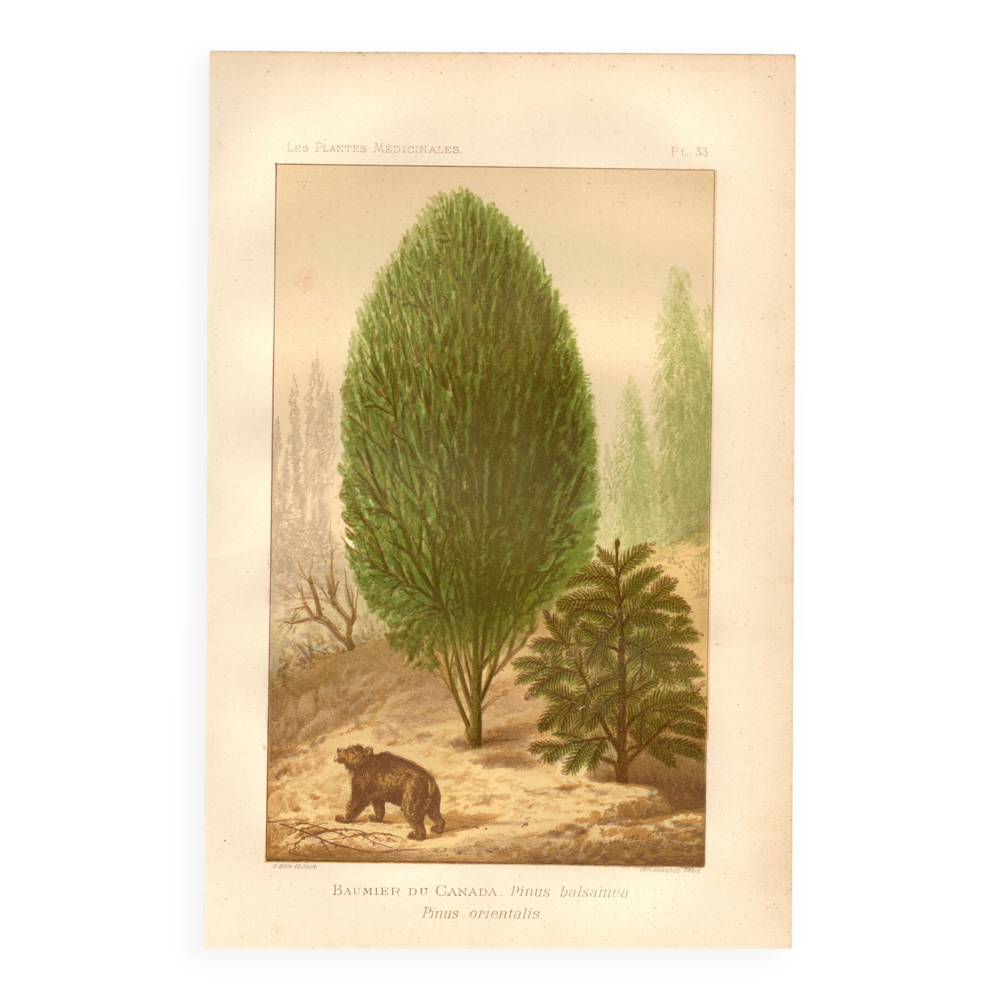 Botanical engraving from 1889 - Baume and bear by A. Lefevre. Nature plate.