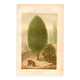 Botanical engraving from 1889 - Baume and bear by A. Lefevre. Nature plate.