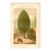 Gravure botanique de 1889 - Baumier et ours par A. Lefevre