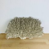 Old XL coral 51 cm