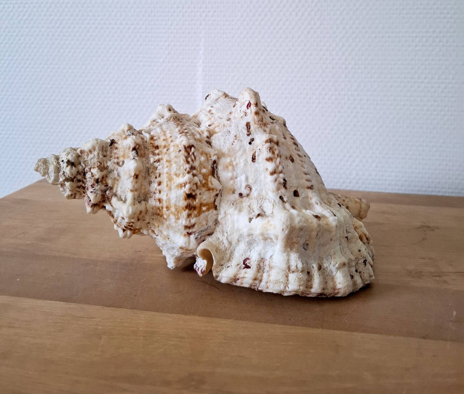 Large vintage conch