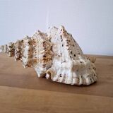 Large vintage conch