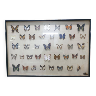 Tableau papillon naturalise