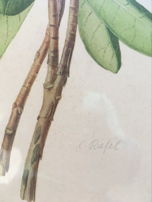 Botanical plate Rhododendron Hookeri by Riefel