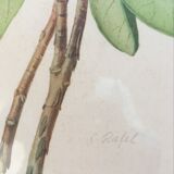 Botanical plate Rhododendron Hookeri by Riefel