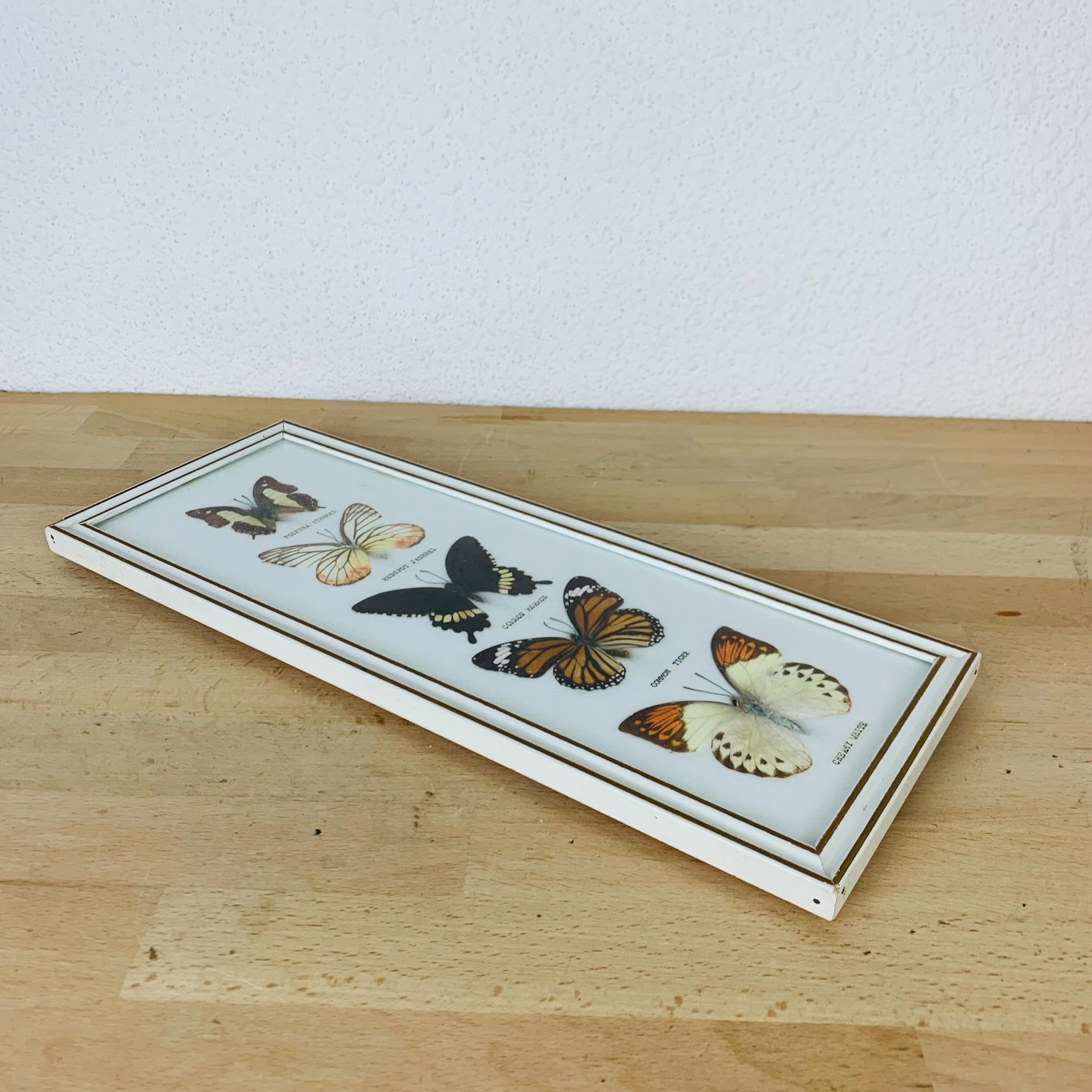 Vintage naturalized butterfly frame 38 x 15 cm
