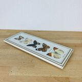 Vintage naturalized butterfly frame 38 x 15 cm
