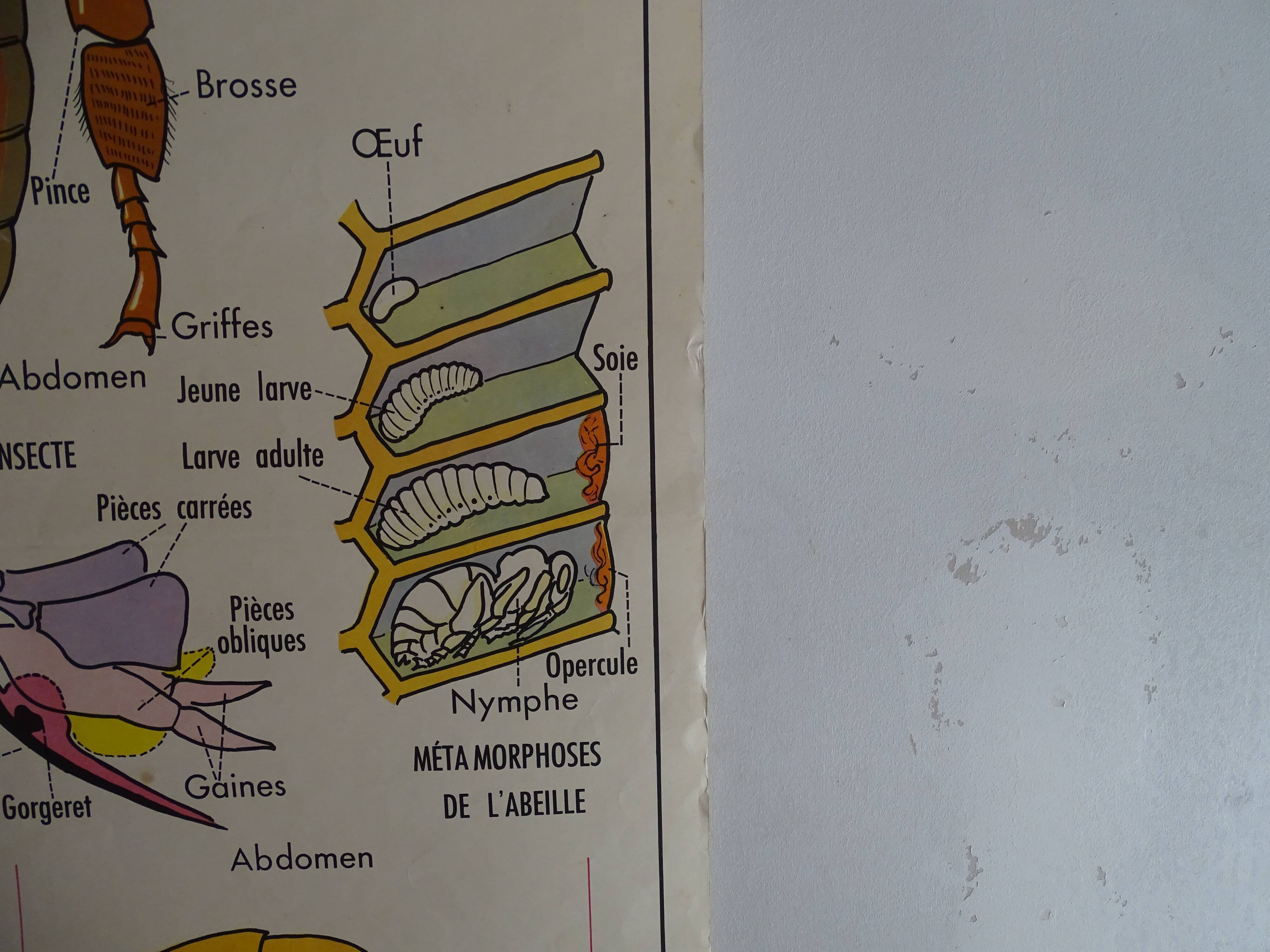 School poster on both sides anatomy fish and bee. Edition MDI.1964
