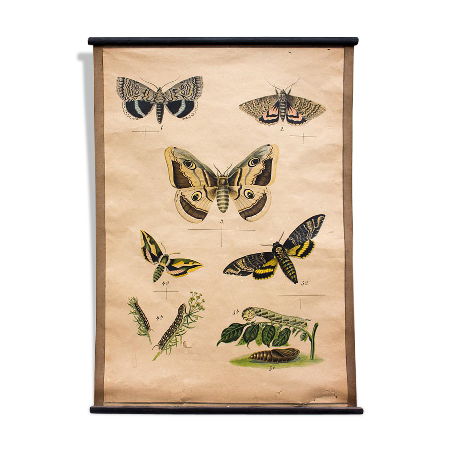 Educational poster, butterflies, lithograph, 1914