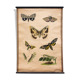 Educational poster, butterflies, lithograph, 1914