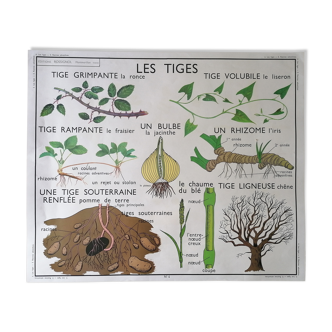 Affiche ancienne scolaire double face ROSSIGNOL : Les tiges &  Les Racines adventives.