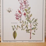 Botanical board Henna