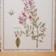 Botanical board Henna