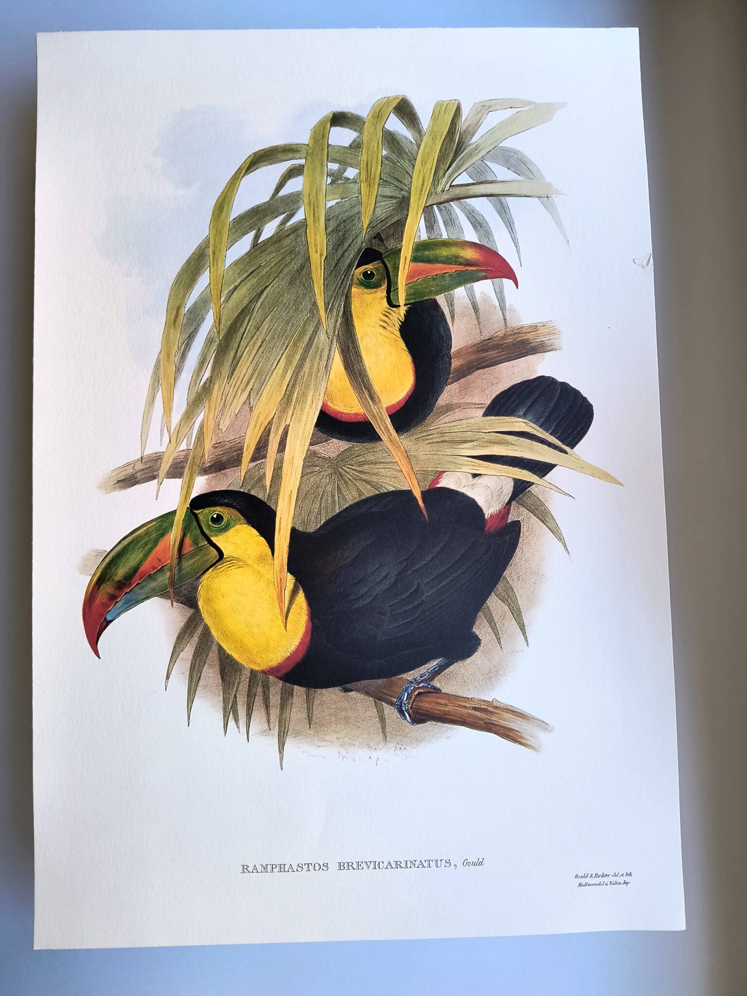 Illustration. Keel-billed Toucan by J. Gould – 33x49 cm – Antique bird print