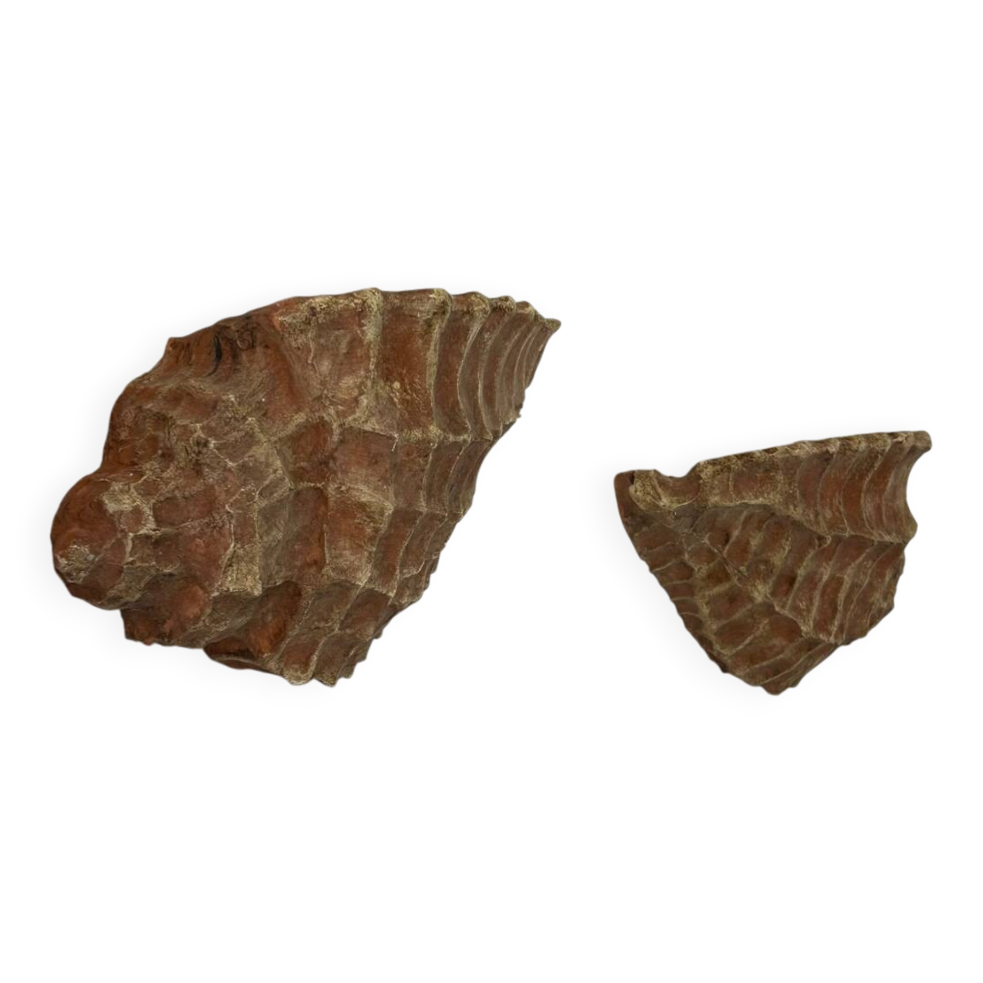 Pair of vintage terracotta shell wall lights
