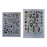 Set of 2 lithographs on insects and eggs