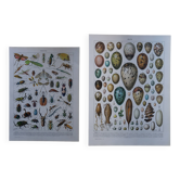 Lot de 2 lithographies sur les insectes et les oeufs