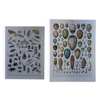 Set of 2 lithographs on insects and eggs