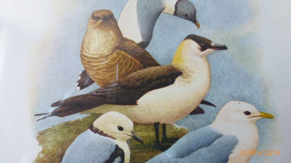 Birds - collection Hepatior N ° 37