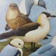 Birds - collection Hepatior N ° 37