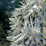 Dandelion pendant light