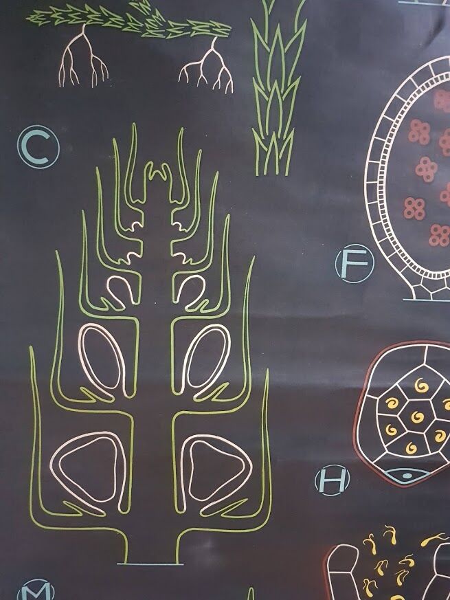 Vintage school poster by Paul Sougy - Selaginella, 1959