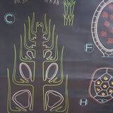 Vintage school poster by Paul Sougy - Selaginella, 1959