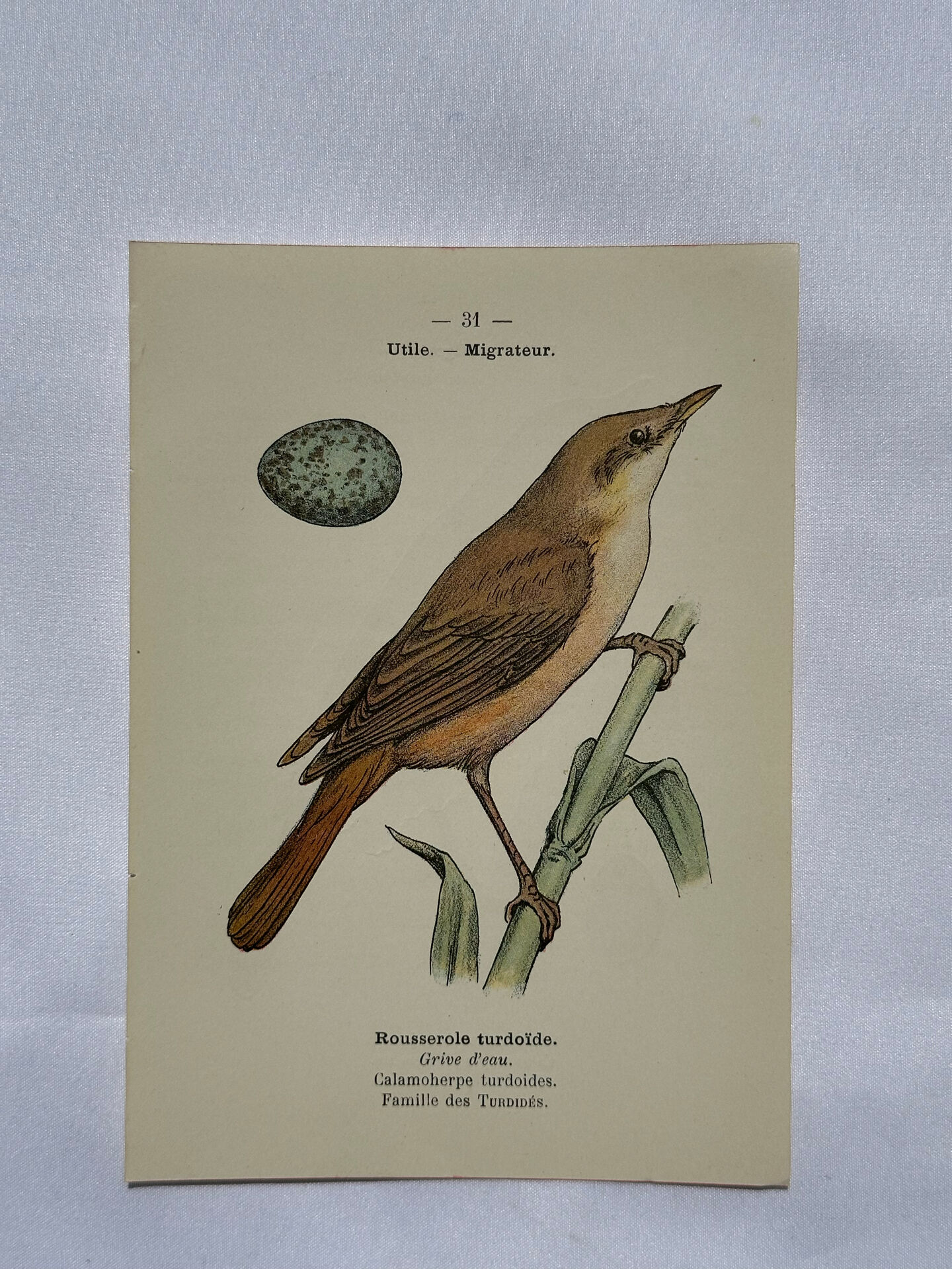 Planche Botanique Gravure oiseaux naturaliste  19eme recto verso  A