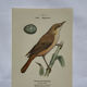 Planche Botanique Gravure oiseaux naturaliste  19eme recto verso  A