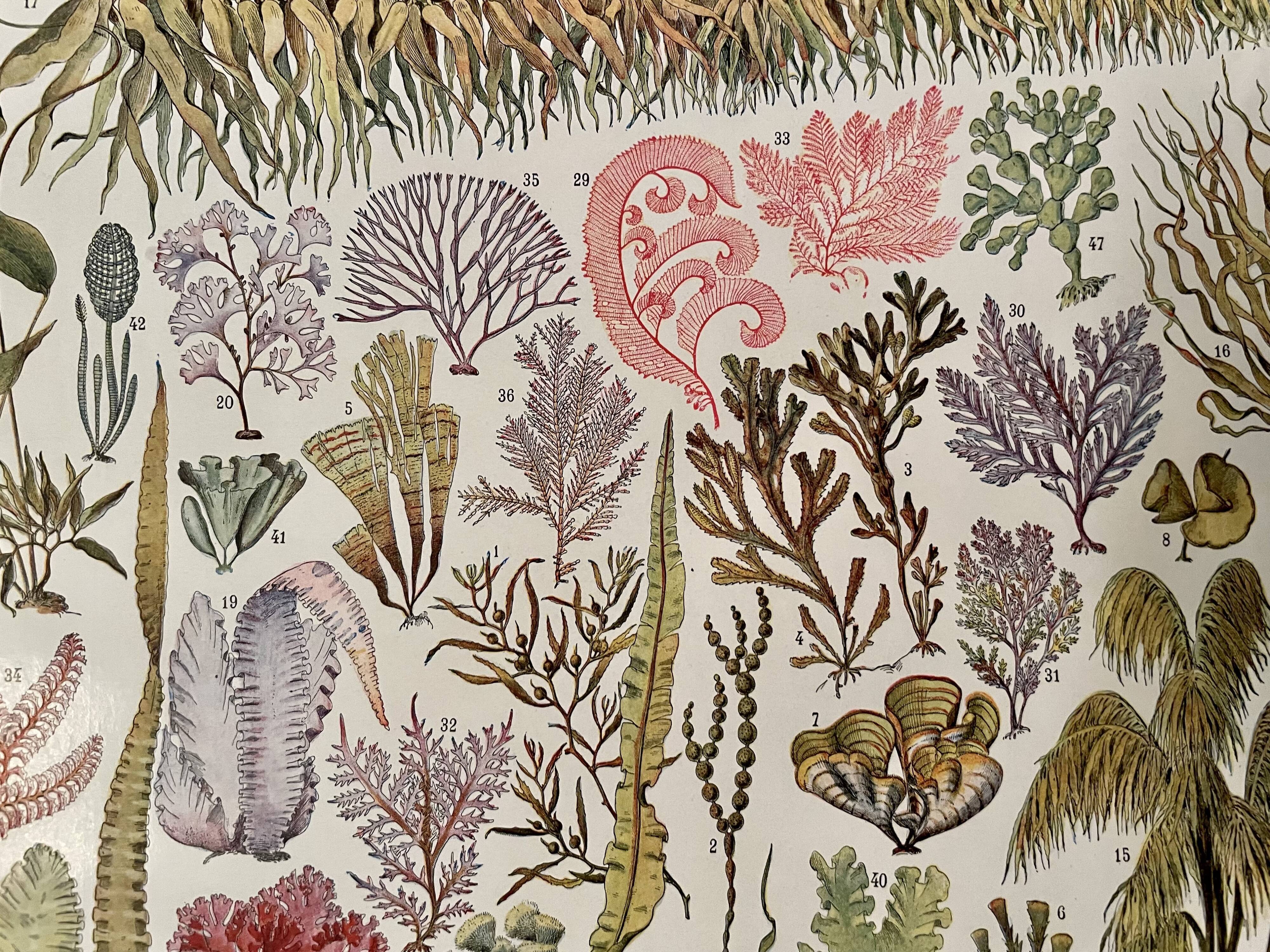 Lithograph on algae - 1930