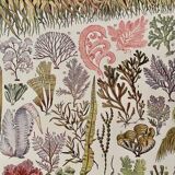 Lithograph on algae - 1930