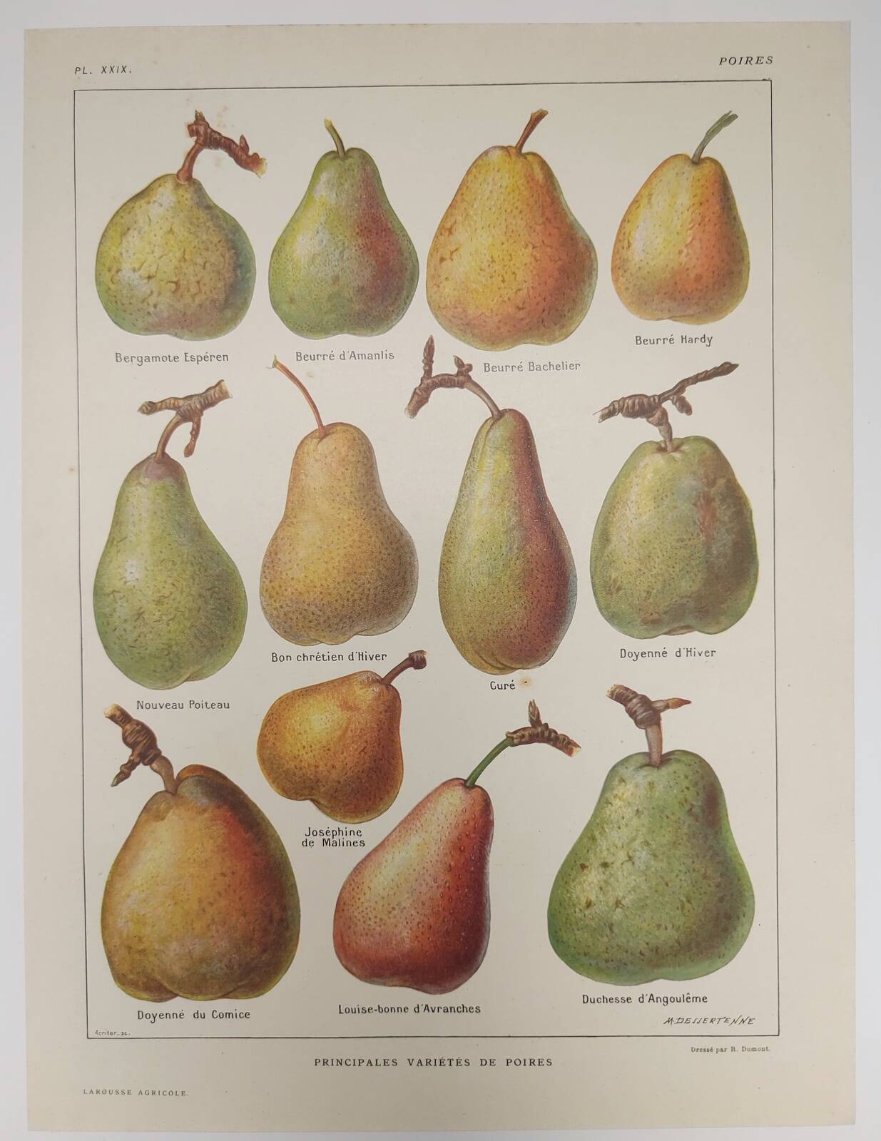 Original engraving from 1922 - Pear - Old orchard board, pear fruit