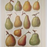 Original engraving from 1922 - Pear - Old orchard board, pear fruit