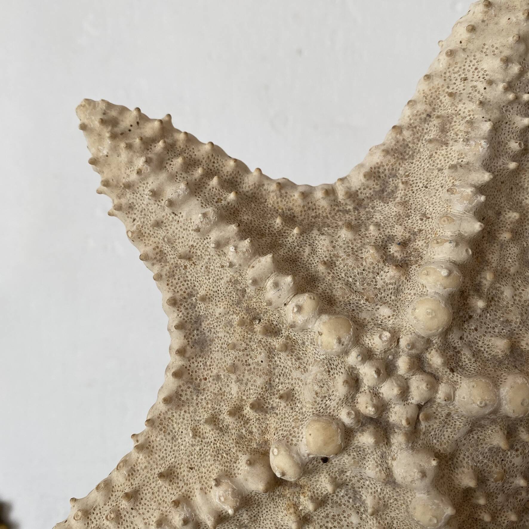 Large natural knotted starfish