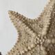 Large natural knotted starfish