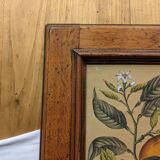Tableau aux oranges et son cadre en bois