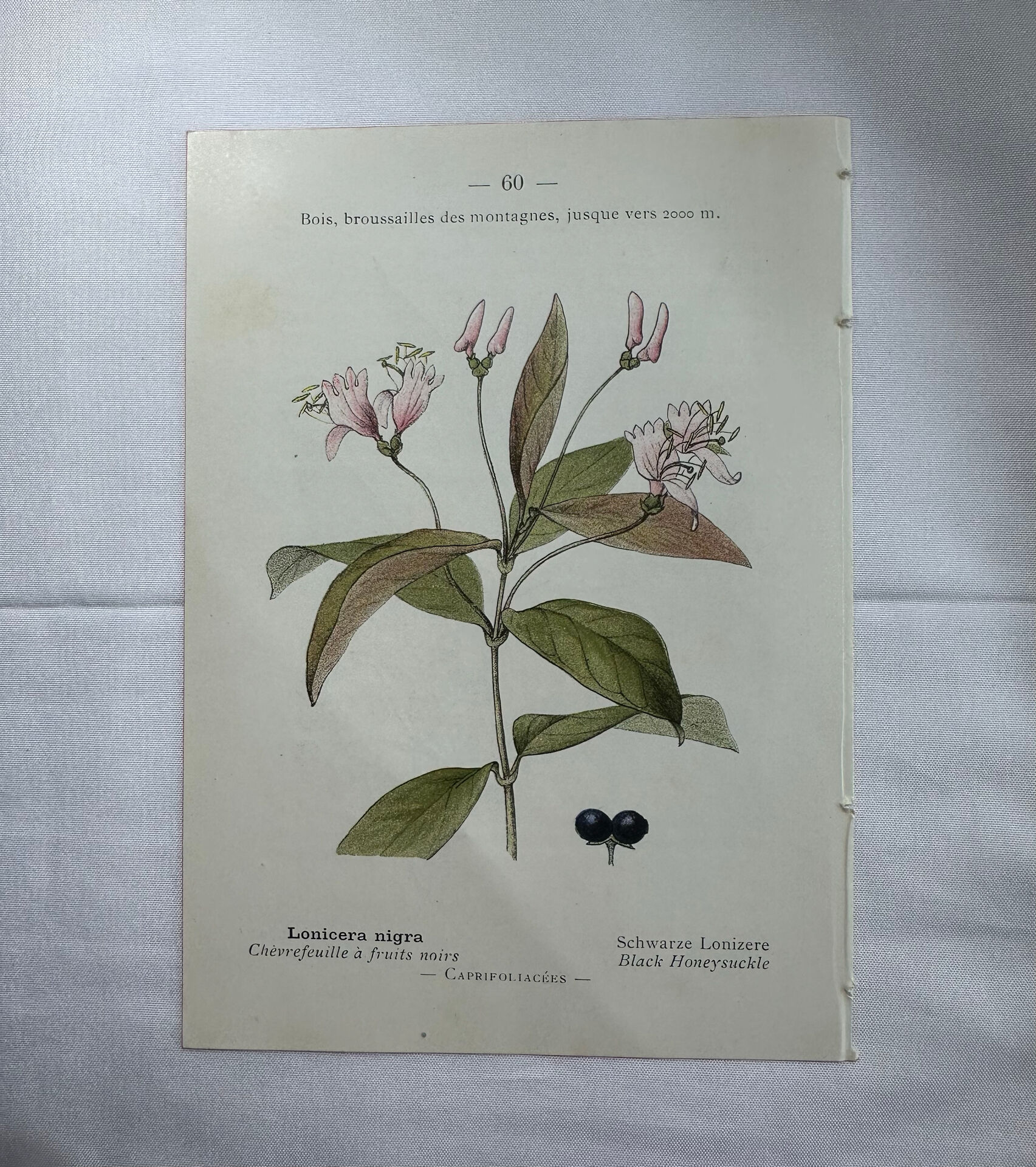 Vintage botanical plate double-sided French flower plant