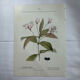 Vintage botanical plate double-sided French flower plant