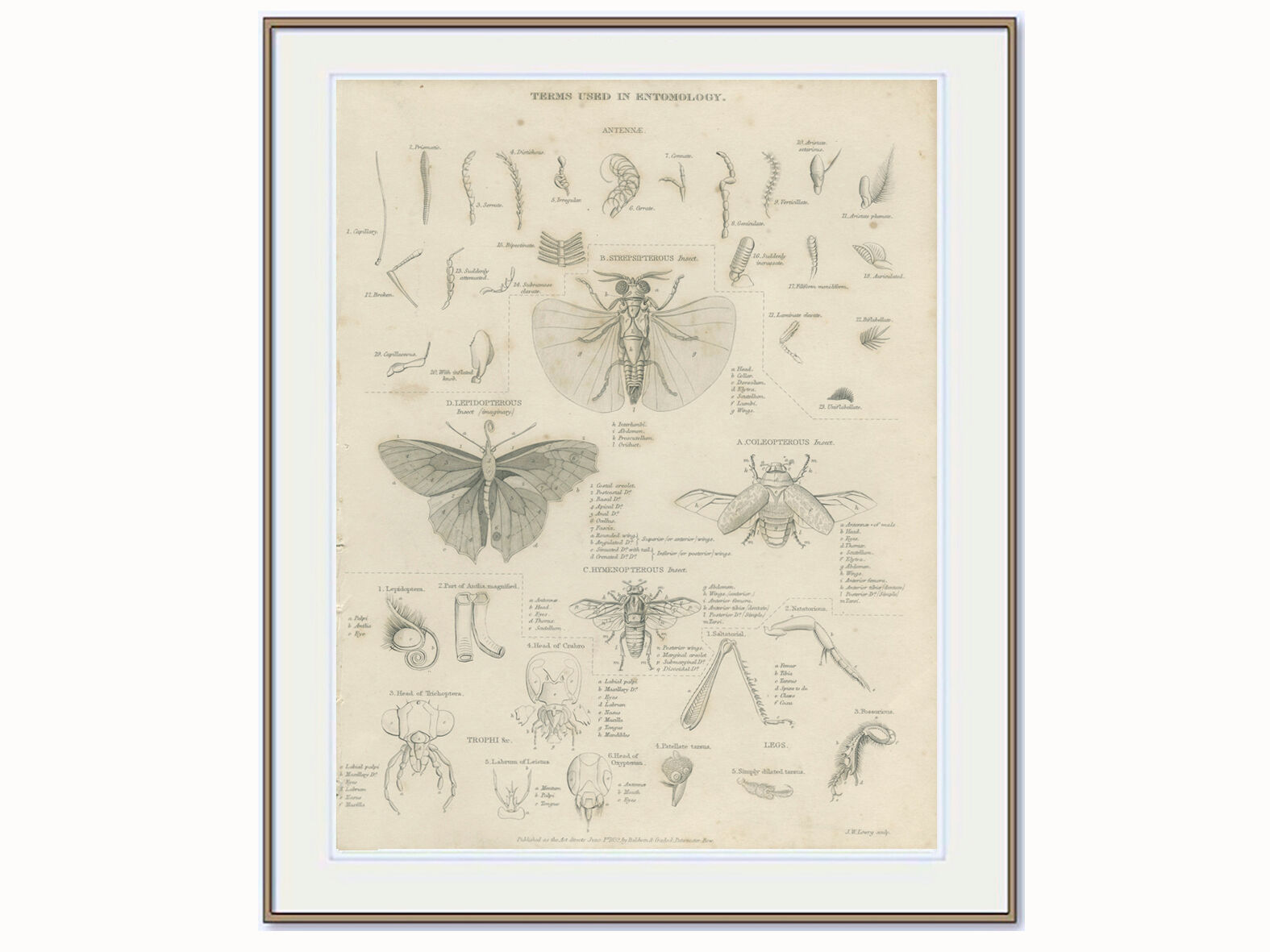 Antique engraving on Entomology: xix