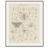 Antique engraving on Entomology: xix