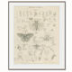Antique engraving on Entomology: xix