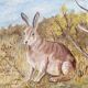 Huile sur toile lièvre lapin