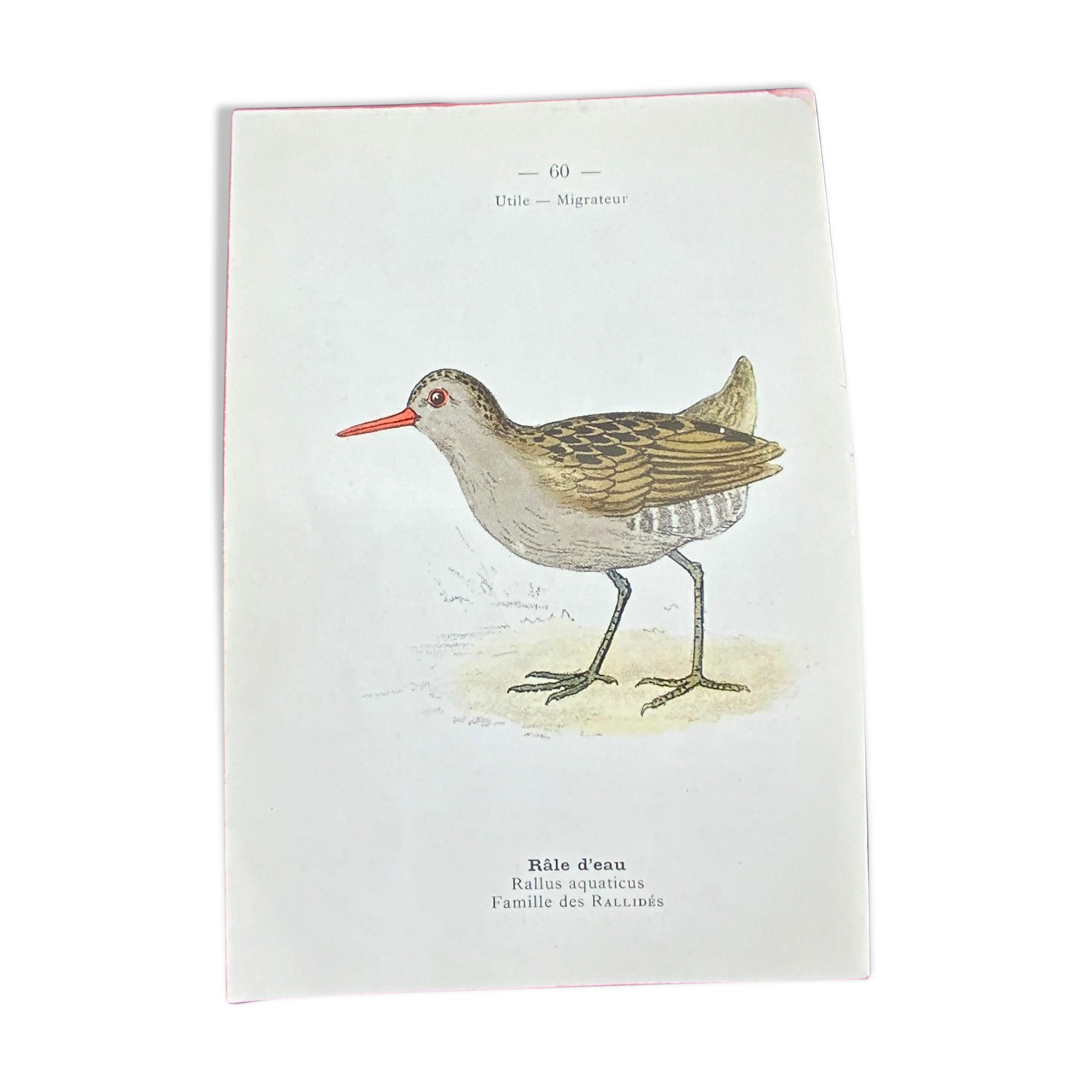 Naturalist plate old birds double-sided engraving work 1908 G. Denise