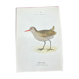 Naturalist plate old birds double-sided engraving work 1908 G. Denise