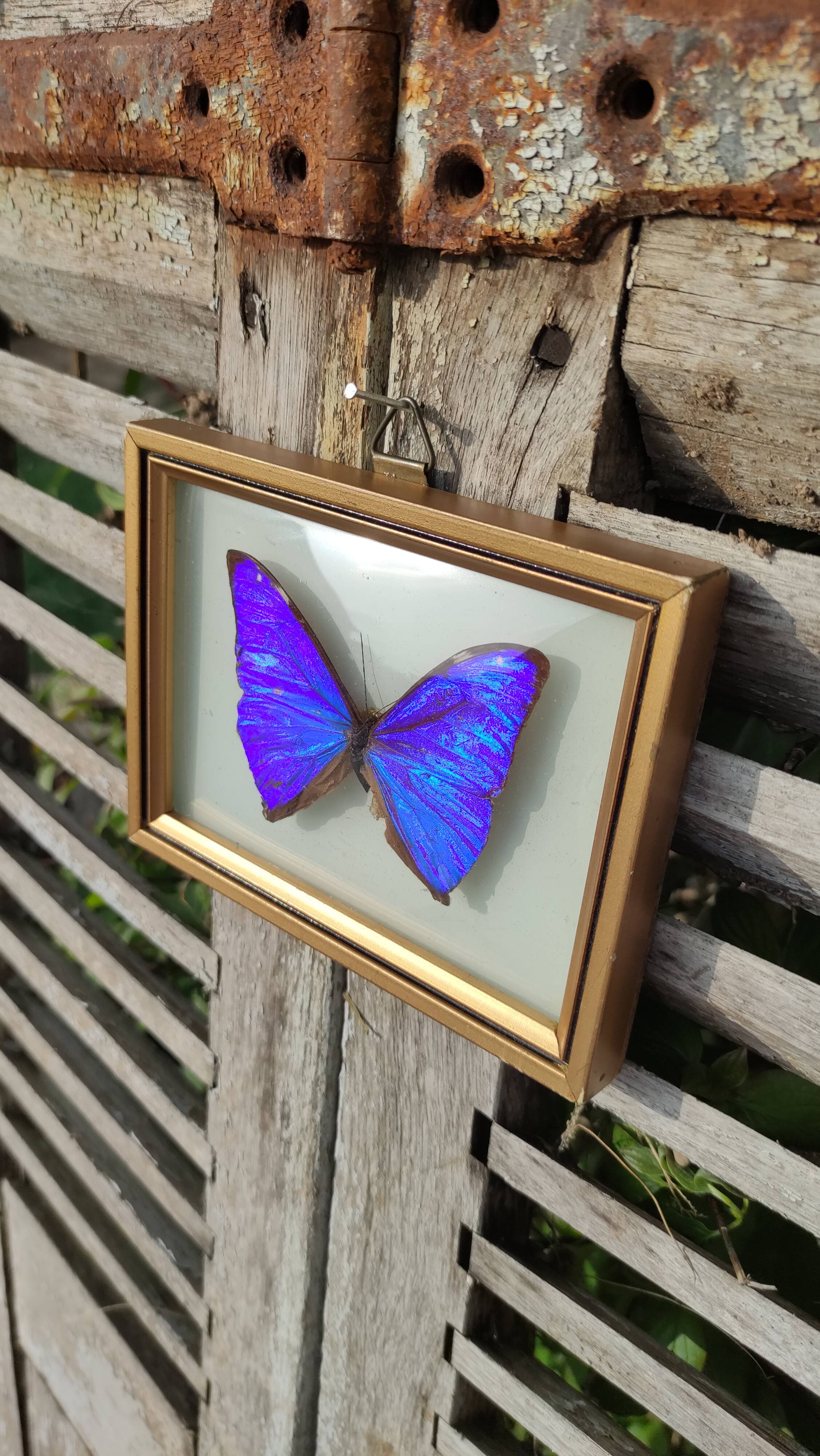 Curved frame of morpho butterfly from Brazil